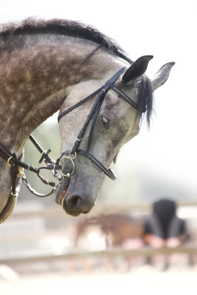 Trött brokig grå häst — Stockfoto