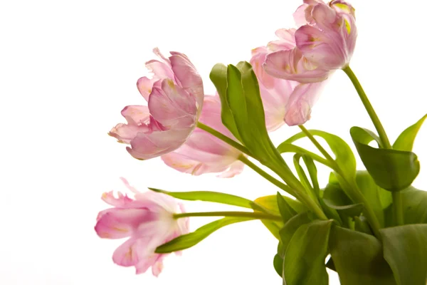 Пучок с кудрявыми тюльпанами — стоковое фото