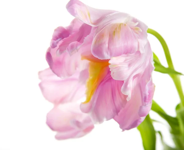 Tulipe bouclée — Photo