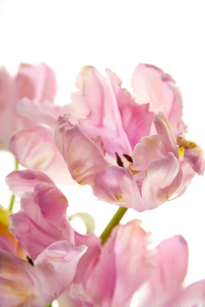 白色背景上的粉红郁金香 — 图库照片