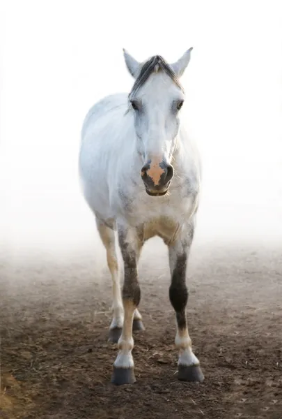 The light grey pony — Stock Photo, Image
