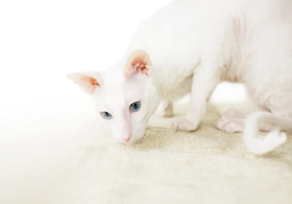 El gato blanco —  Fotos de Stock