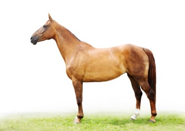 The red-haired horse clipart