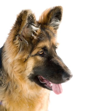 Pappy of german shepherd dog clipart