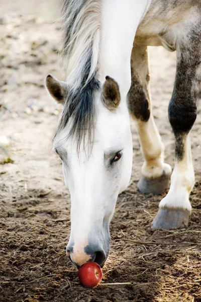 Світло-сірий кінь носить яблуко — стокове фото