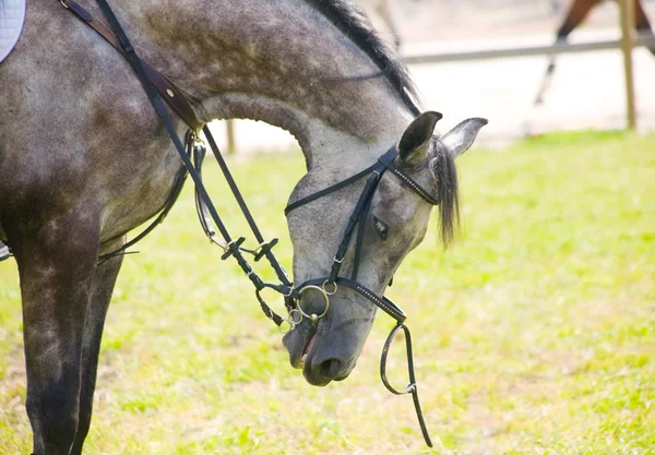 Cansado cavalo cinzento dappled — Fotografia de Stock