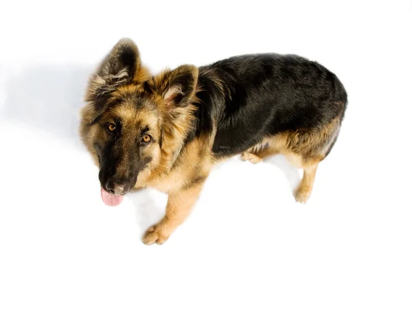 Pappy de cão pastor alemão — Fotografia de Stock