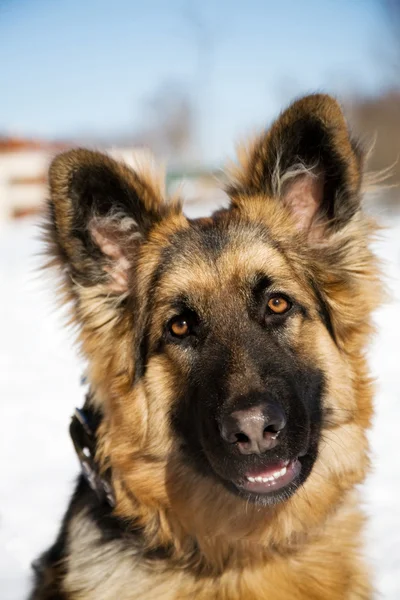 Pappy de berger allemand chien — Photo