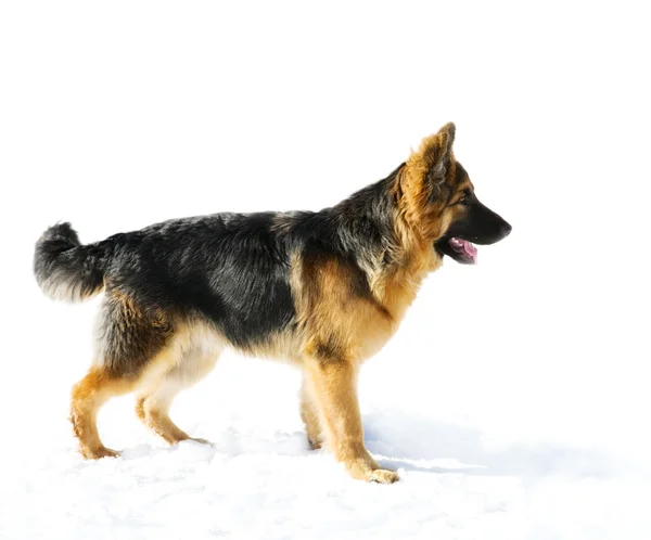 Pappy de pastor alemán perro — Foto de Stock