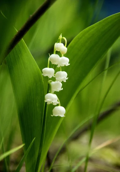 stock image Lily of the Valley