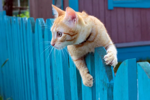 Czerwony kot na ogrodzenia — Zdjęcie stockowe