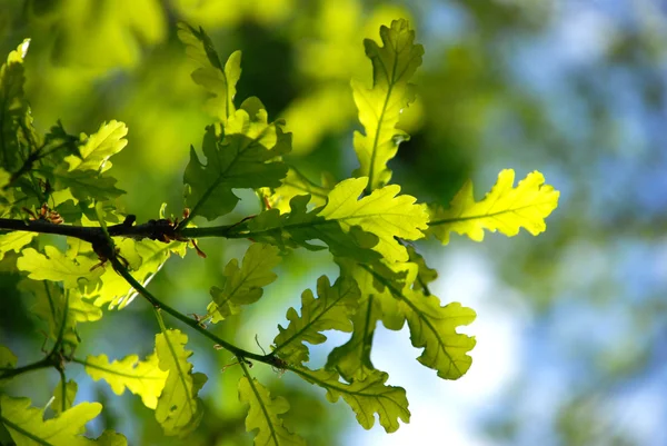 stock image Green leaves