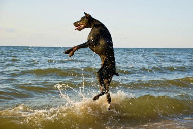 ayakta köpek su