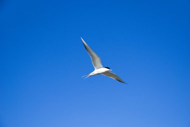 gökyüzü üzerinde yutmak