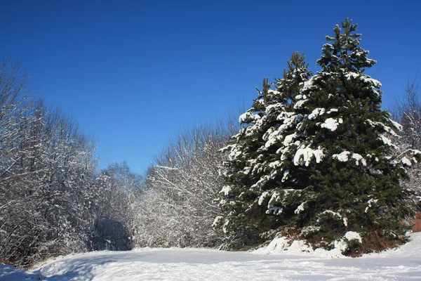 Біла зима — стокове фото