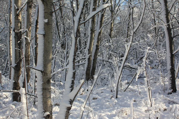 Neige sur les arbres — Photo