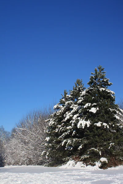 İlk Kar — Stok fotoğraf