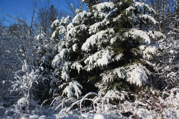 Primera nieve — Foto de Stock