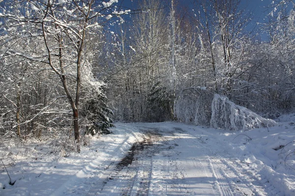 Перший сніг у лісі — стокове фото