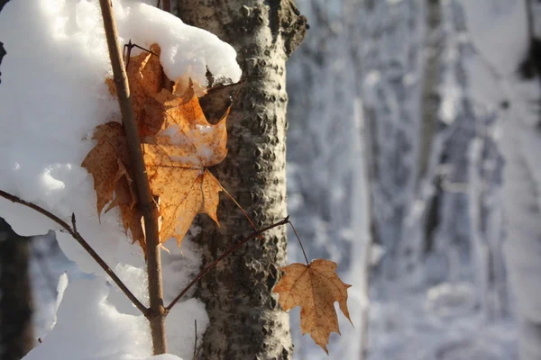 Första snön i skogen — Stockfoto
