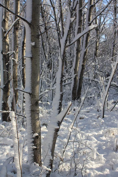 Primera nieve en el bosque — Foto de Stock