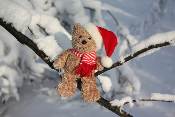 Boże Narodzenie niedźwiedź — Zdjęcie stockowe