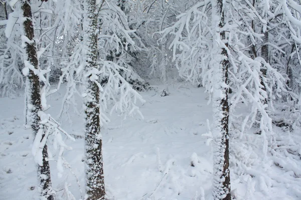 冬天的第一场雪 — 图库照片