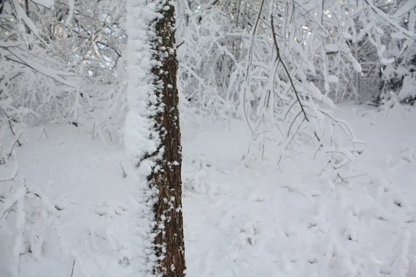 Winter's eerste sneeuw — Stockfoto
