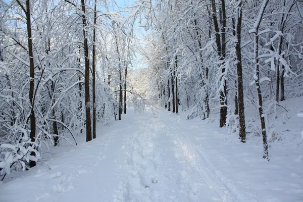 Sentiero invernale — Foto Stock