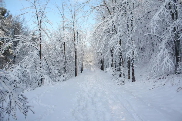 Kışın ilk karı — Stok fotoğraf