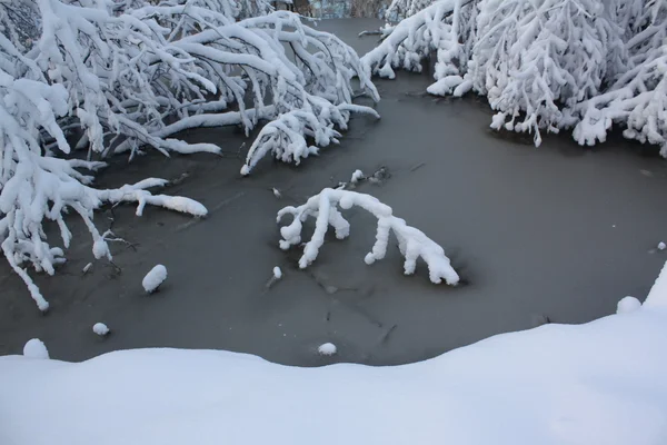 Первый снег зимы — стоковое фото