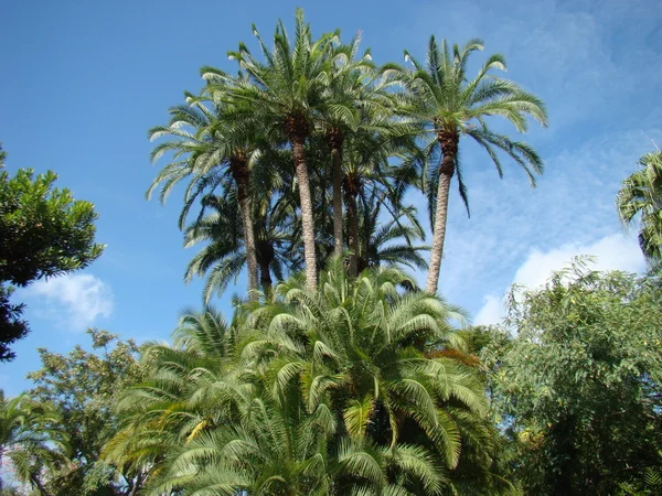 stock image Florida palm trees