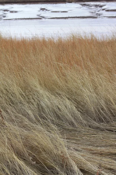 Річки траві — стокове фото