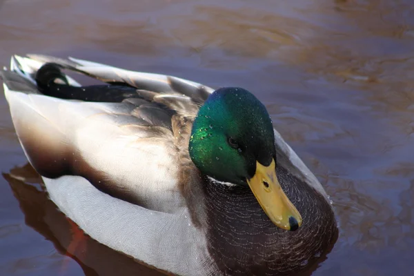 Male mallard duck — Zdjęcie stockowe