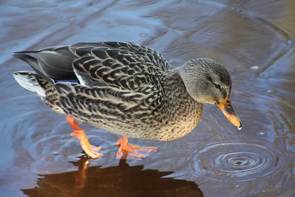 Female mallard duck on ice — Stock Photo, Image