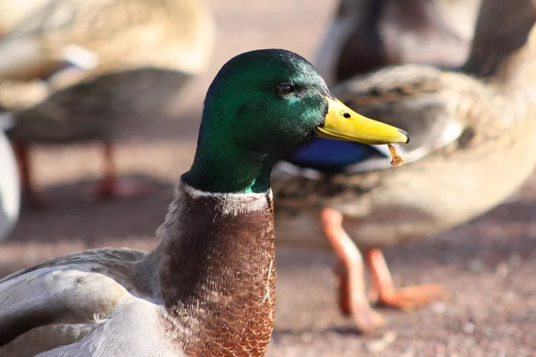 Een mannelijke mallard duck — Stockfoto