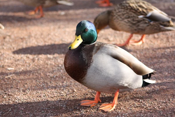 Um pato-reais macho — Fotografia de Stock
