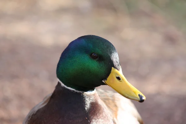 Male mallard duck — Stock Photo, Image