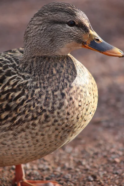 Pato mallard fêmea — Fotografia de Stock
