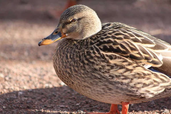Female mallard duck. — Zdjęcie stockowe