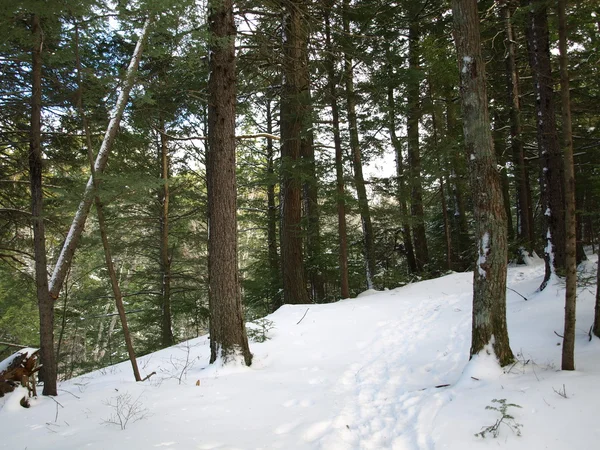 В зимний лес — стоковое фото