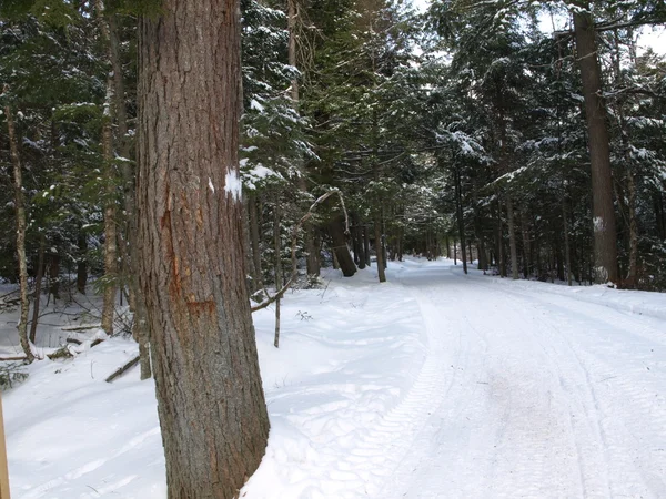 En el bosque de invierno —  Fotos de Stock