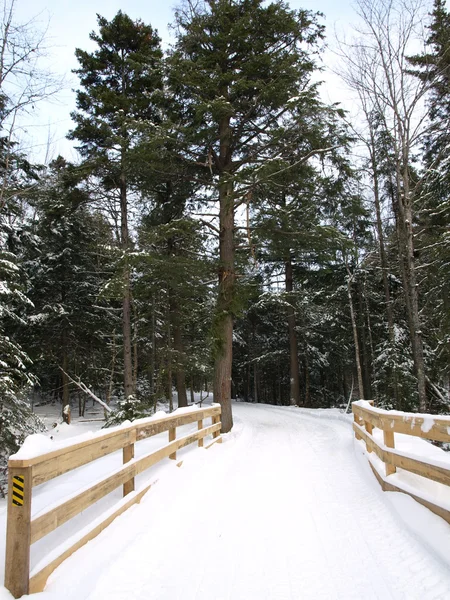 Kış ormana — Stok fotoğraf
