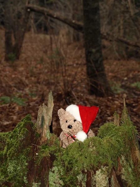 Vánoční medvěd — Stock fotografie