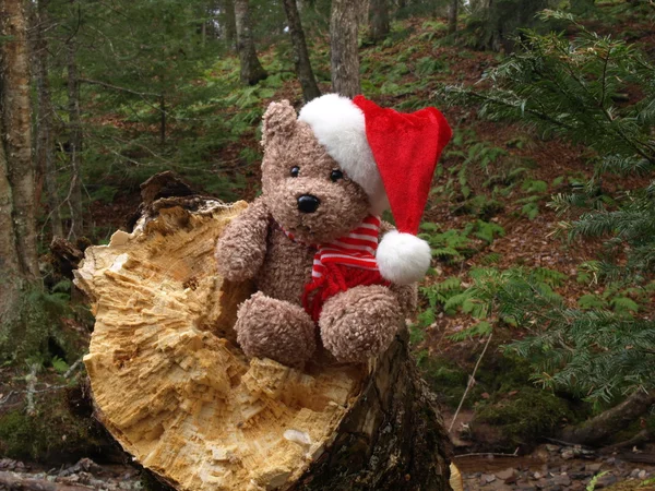 Boże Narodzenie niedźwiedź — Zdjęcie stockowe