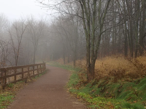 Nebbia sul sentiero della foresta — Foto Stock