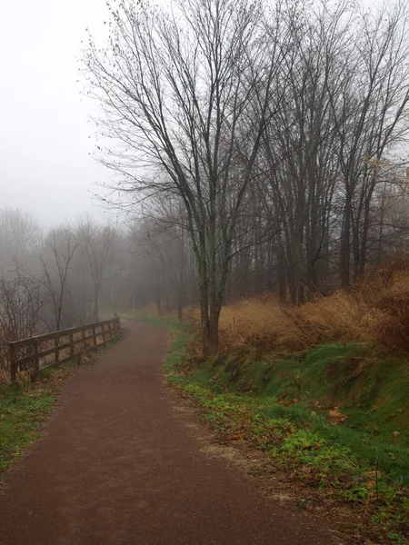 Mgła na leśnej drodze — Zdjęcie stockowe