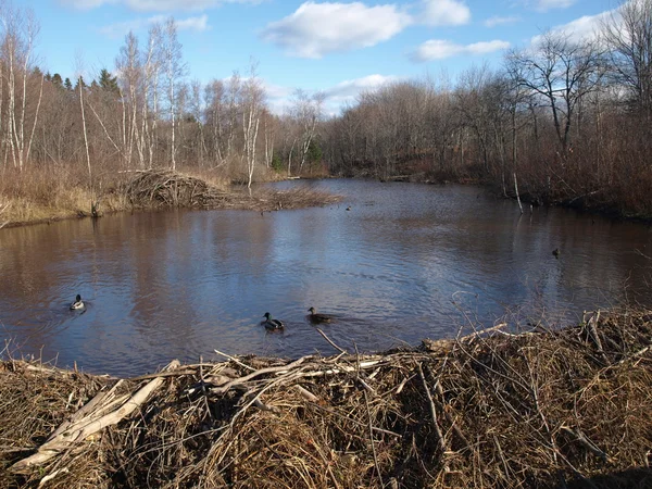 Mallard ducks and beaver dam — Stock Photo, Image