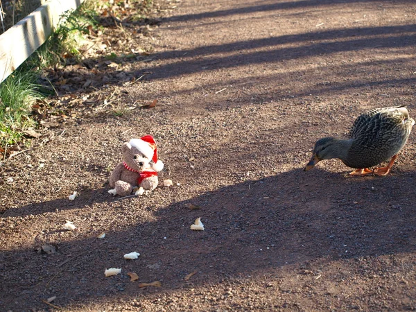 Mallard duck and Christmas bear — Stock Photo, Image