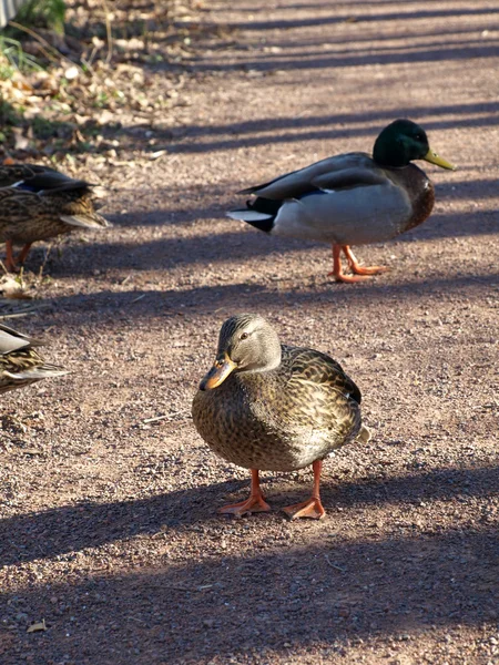 Female mallard duck. — Zdjęcie stockowe